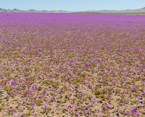 De vez em quando a chuva vem para o deserto de Atacama, quando isso acontece a milhares de Pata de Guanaco flores crescem ao longo do deserto de sementes que são de centenas de anos atrás, o incrível fenômeno do "Deserto Florido"
