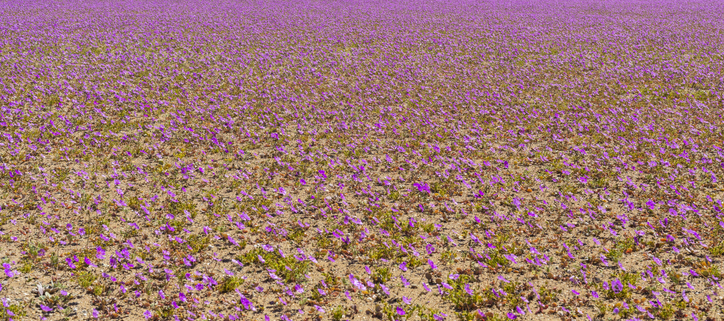 De vez em quando a chuva vem para o deserto de Atacama, quando isso acontece a milhares de Pata de Guanaco flores crescem ao longo do deserto de sementes que são de centenas de anos atrás, o incrível fenômeno do "Deserto Florido"