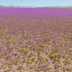 De vez em quando a chuva vem para o deserto de Atacama, quando isso acontece a milhares de Pata de Guanaco flores crescem ao longo do deserto de sementes que são de centenas de anos atrás, o incrível fenômeno do "Deserto Florido"
